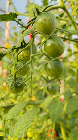 small green tomatoes in the greenhouseの写真素材