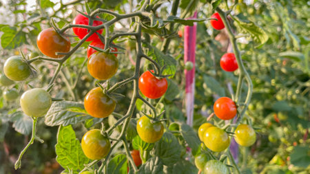 small red tomatoes in the greenhouseの写真素材
