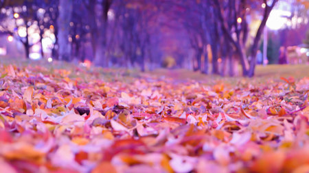 yellow-orange leaves in an autumn park