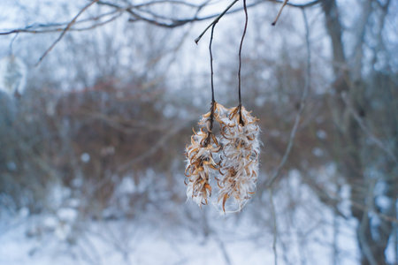 frozen fluff on a tree in winter.の写真素材