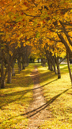 yellow-orange leaves in an autumn parkの写真素材