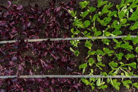 Lettuce seedlings growing in the garden, top view.