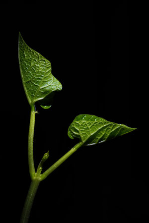 Macro photography. Photographs with a shallow depth of field, the real subject is only a few millimeters long.の写真素材