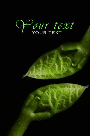 Macro photography. Photographs with a shallow depth of field, the real subject is only a few millimeters long.の写真素材