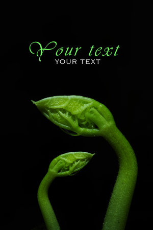 Macro photography. Photographs with a shallow depth of field, the real subject is only a few millimeters long.の写真素材