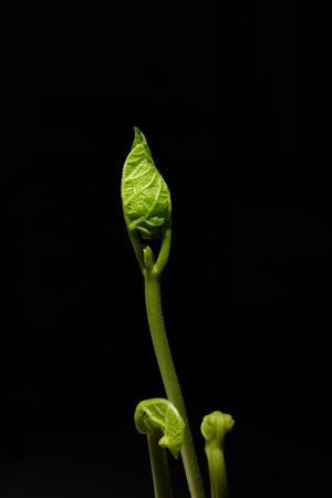 Macro photography. Photographs with a shallow depth of field, the real subject is only a few...