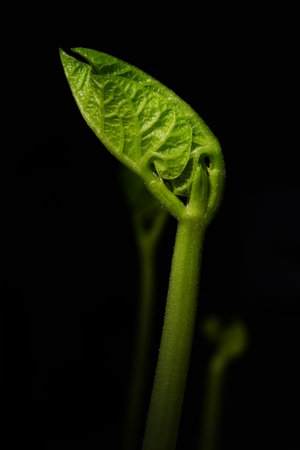 Macro photography. Photographs with a shallow depth of field, the real subject is only a few...