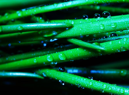 Macro photography. Photographs with a shallow depth of field, the real subject is only a few millimeters long.の写真素材