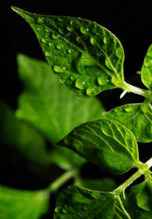 Macro photography. Photographs with a shallow depth of field, the real subject is only a few millimeters long.の写真素材
