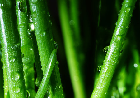 Macro photography. Photographs with a shallow depth of field, the real subject is only a few millimeters long.の写真素材