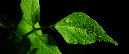 Macro photography. Photographs with a shallow depth of field, the real subject is only a few millimeters long.の写真素材