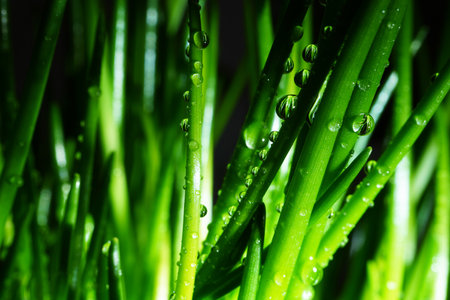Macro photography. Photographs with a shallow depth of field, the real subject is only a few millimeters long.の写真素材