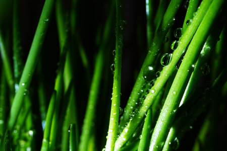 Macro photography. Photographs with a shallow depth of field, the real subject is only a few millimeters long.の写真素材