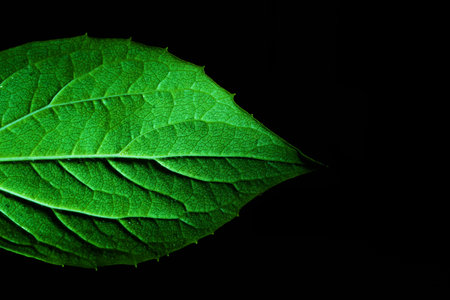Macro photography. Photographs with a shallow depth of field, the real subject is only a few millimeters long.の写真素材