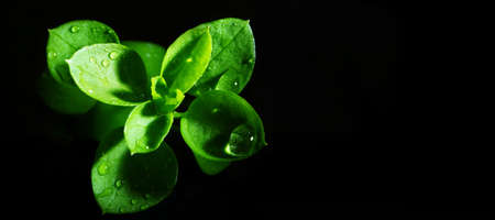 Macro photography. Photographs with a shallow depth of field, the real subject is only a few millimeters long.の写真素材