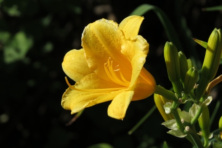 Yellow blooming tulipの写真素材