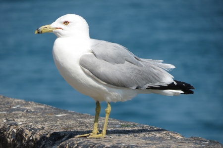 Sea gull at Navy Pierの写真素材