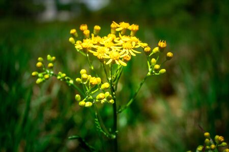 A Yellow Flower Growing In The Fieldの写真素材