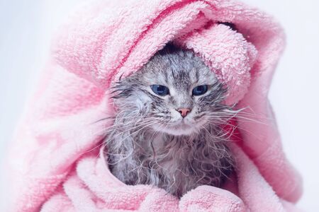 Funny smiling wet gray tabby hair Pets and lifestyle concept. Head on gray background.の写真素材