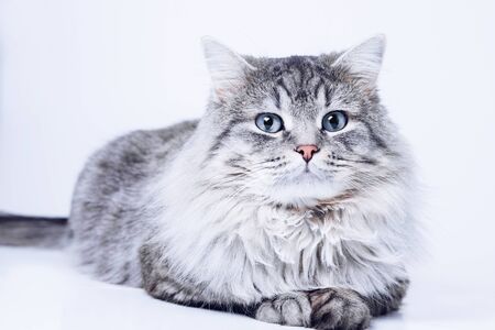 Close up view of a gray tabby cute kitten with blue eyes. Pets and lifestyle concept. Lovely fluffy cat on gray background.の写真素材