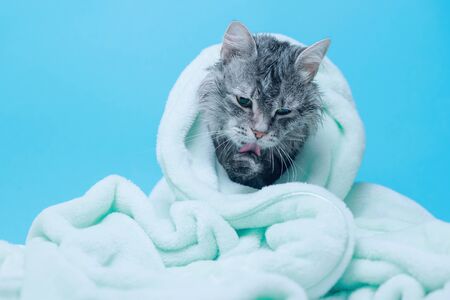 Funny wet gray tabby cute kitten after bath wrapped in towel with big eyes. Just washed lovely fluffy cat with soap foam on his head on blue background.の写真素材