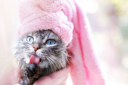 Funny wet gray tabby kitten after bath with pink towel around his head. Just washed lovely fluffy cat with blue eyes licking his paws.の写真素材