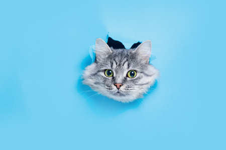 Funny gray tabby cute kitten with beautiful big eyes on bright trendy background. Lovely fluffy cat climbs out of hole in colored background. Free space for text.の写真素材
