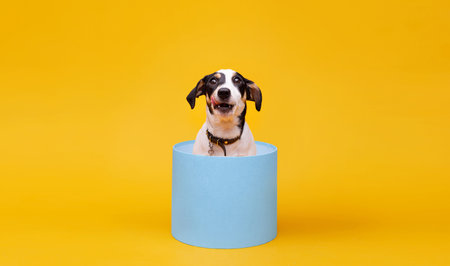 Little smiling dogs sitting in gift boxes on bright trendy background.の写真素材