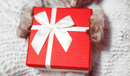 The cat is holding a giftの写真素材
