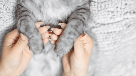 A woman touches his cat friend's pawsの写真素材