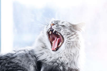 Funny large longhair gray kitten with beautiful big eyes lying on white table. Lovely fluffy cat licking lips.の写真素材