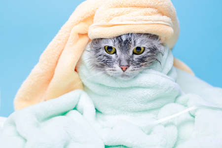Funny smiling wet gray tabby cute kitten after bath wrapped in green towel with big eyes. Just washed lovely fluffy cat on trendy background.の写真素材
