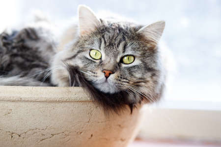 Funny large longhair gray kitten with beautiful big eyes lying on white table. Lovely fluffy cat...