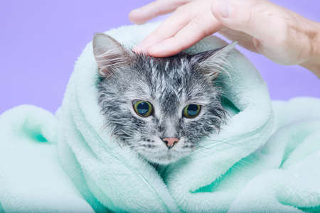 Funny smiling wet gray tabby cute kitten after bath wrapped in green towel with big eyes. Just washed lovely fluffy cat on trendy background.の写真素材