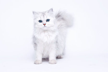 Funny large longhair white cute kitten with beautiful big eyes. Pets and lifestyle concept. Lovely fluffy cat on white background.の写真素材