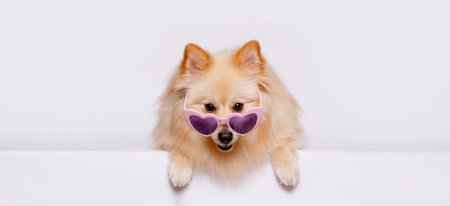 Portrait of cute puppy purebred pomeranian spitz in funny glasses. Little smiling dog spitz on gray background. Free space for text. Dog for advertising tape. Playful pet close-up.の写真素材