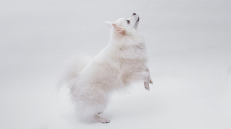 Portrait of a charming, white Pomeranian dog on a white background. Make room for the text. Wide-angle horizontal wallpaper or web banner.の写真素材