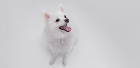Portrait of a charming, white Pomeranian dog on a white background. Make room for the text. Wide-angle horizontal wallpaper or web banner.の写真素材