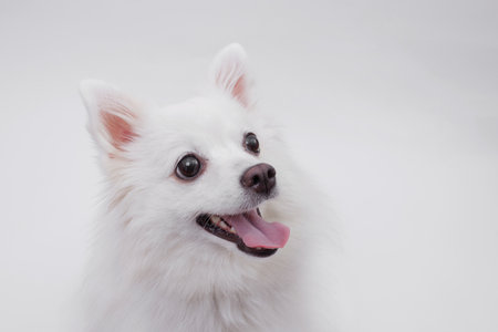 Portrait of a charming, white Pomeranian dog on a white background. Make room for the text. Wide-angle horizontal wallpaper or web banner.の写真素材