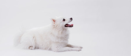 Portrait of a charming, white Pomeranian dog on a white background. Make room for the text. Wide-angle horizontal wallpaper or web banner.の写真素材