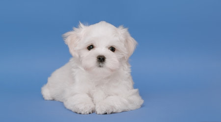 Portrait of a cute Maltese breed puppy. A small dog on a bright fashionable background.の写真素材
