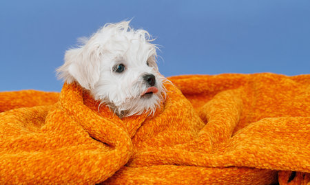 Portrait of a cute Maltese breed puppy. A small dog on a bright fashionable background. A wet pet wrapped in a towel after bathing.の写真素材