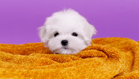Portrait of a cute Maltese breed puppy. A small dog on a bright fashionable background. A wet pet wrapped in a towel after bathing.の写真素材