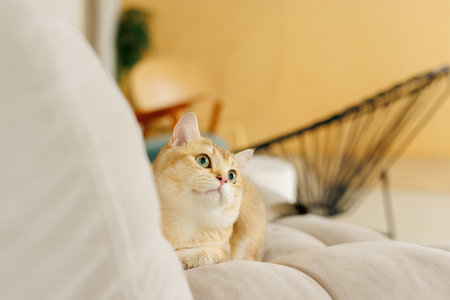 Funny Scottish Fold cat with beautiful big eyes. Beloved kitten playing in the natural atmosphere of home.の写真素材