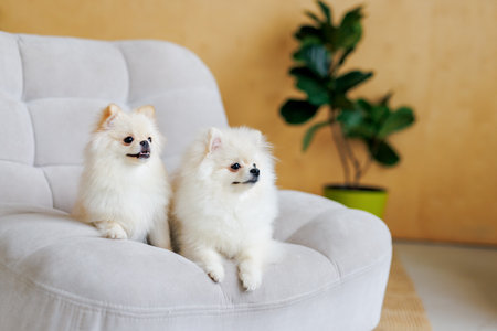 Two cute Pomeranian Spitz dogs sitting in white armchairの写真素材