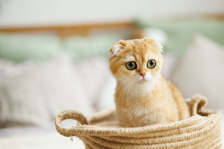 Cute ginger cat sitting in basket on bed at home. Pet care concept.の写真素材