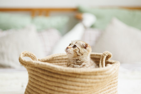 Cute little british kitten in wicker basket on bedの写真素材