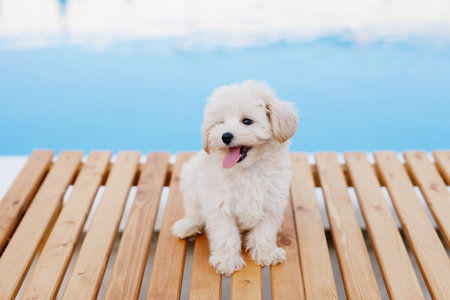 Cute little white poodle puppy sitting on wooden deck near swimming poolの写真素材
