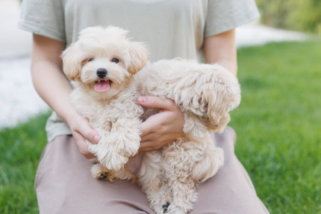 Cute little poodle puppy in the hands of a woman.の写真素材