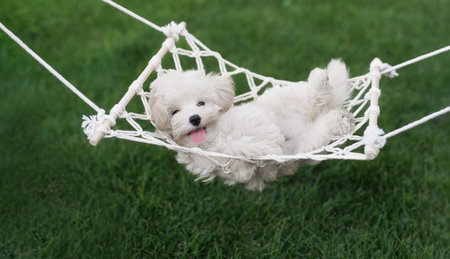 Cute little Maltese puppy in hammock on green grass outdoorsの写真素材